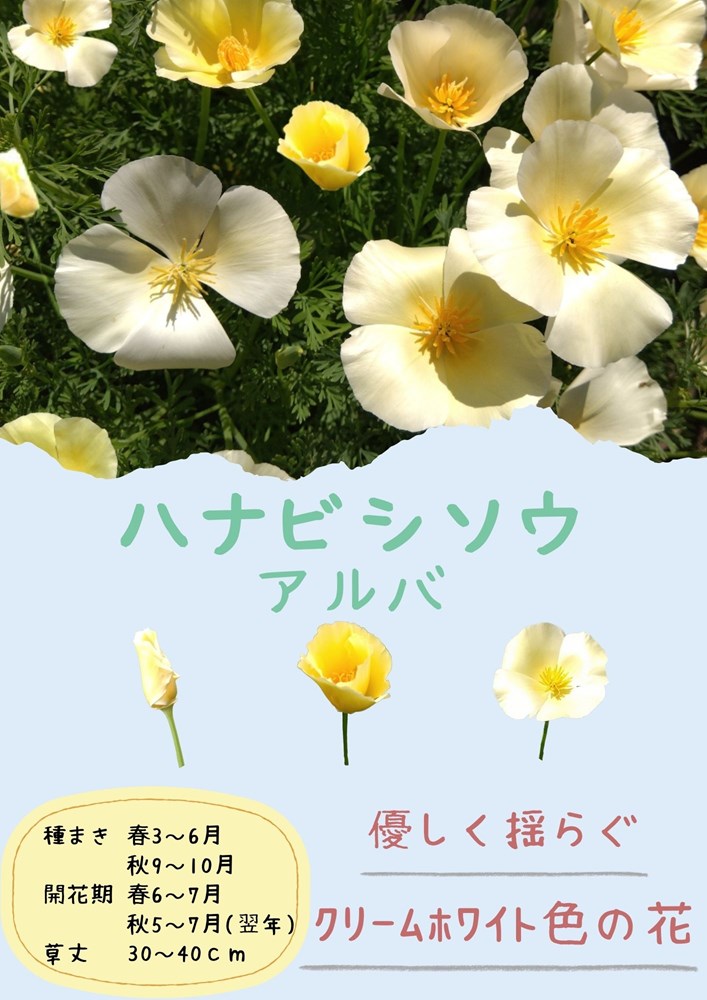 �������ġֲ�ɩ�� ����СפΥ��͡�[�����̡�100ml](�ϤʤӤ��������ϥʥӥ������������������������ե���˥��ݥԡ�)