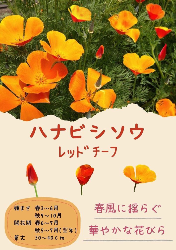 �������ġֲ�ɩ�� ��åɥ����աפΥ��͡�[�����̡�100ml](�ϤʤӤ��������ϥʥӥ������������������������ե���˥��ݥԡ�)