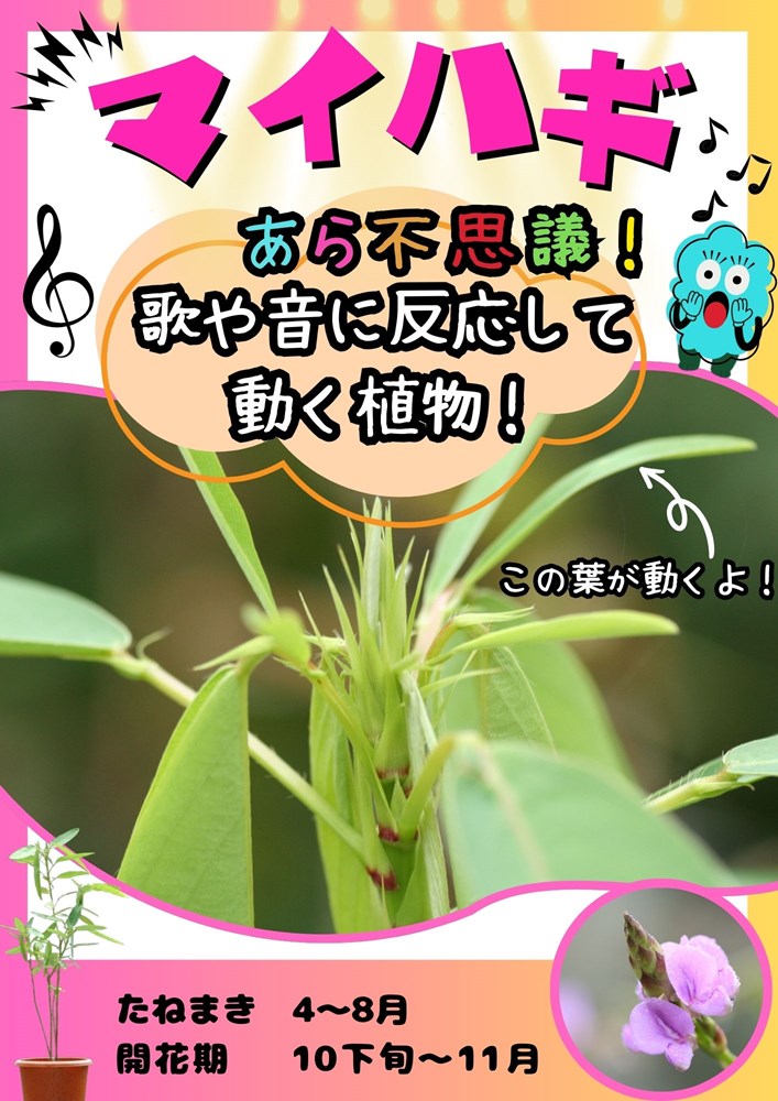 日光種苗 舞萩 マイハギのタネ(まいはぎ)