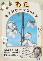 �������� �ʡʤ錄�� �֥��ߥɥ�ե��åȥ�פΥ���[�����̡�100ml]