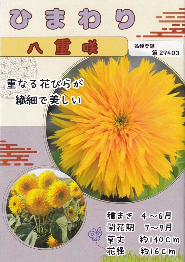 日光種苗 ヒマワリ 札幌八重まるこのタネ[内容量：10ml（約80粒