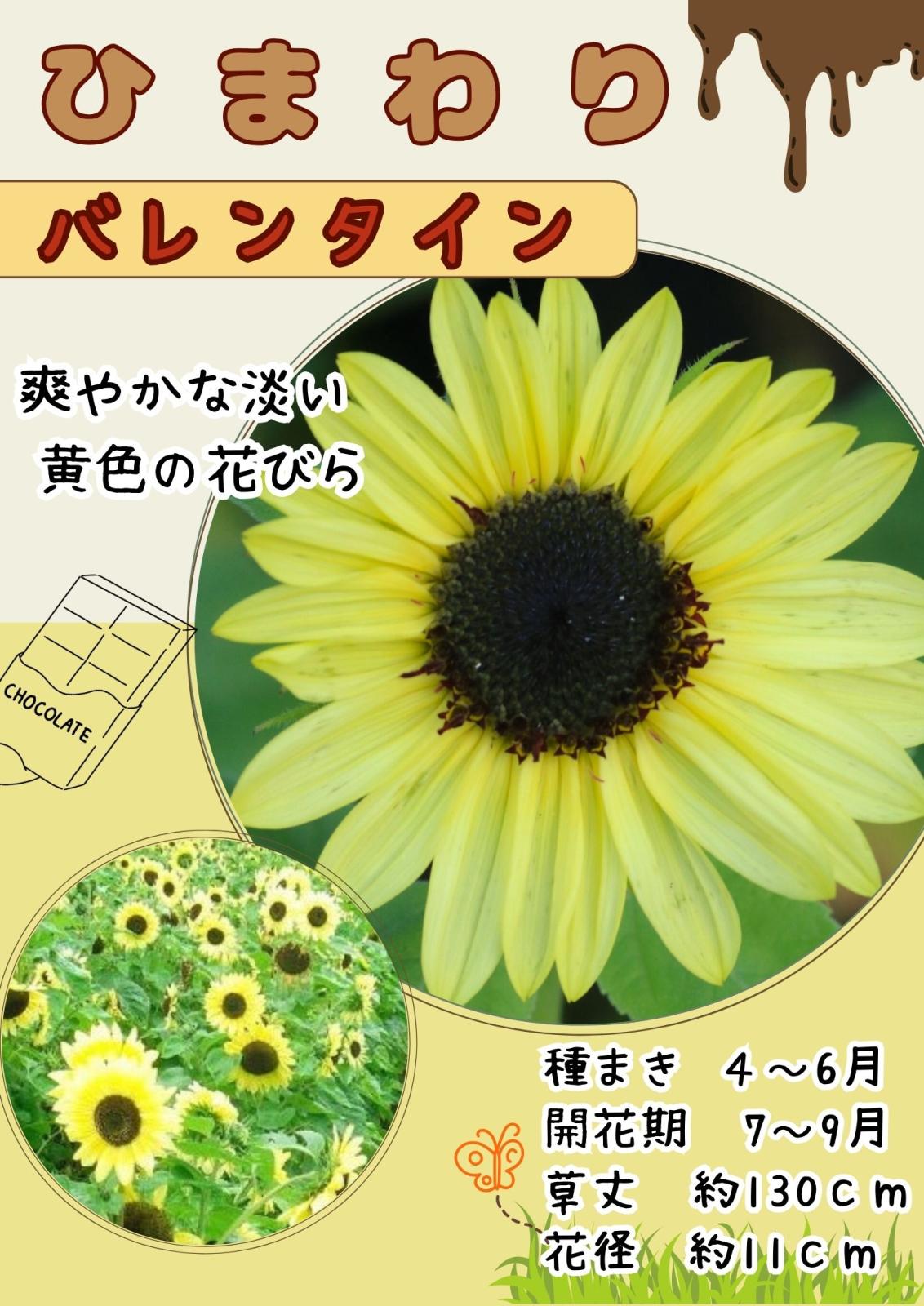 日光種苗 ひまわり（ロシアヒマワリ）のタネ【1077】【春】