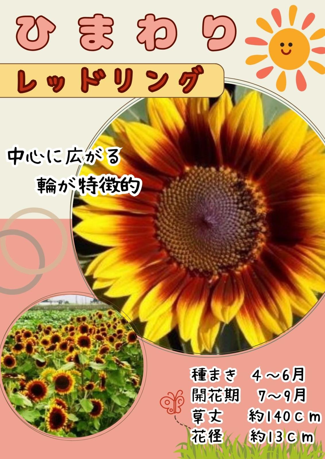 日光種苗 ひまわり（ロシアヒマワリ）のタネ【1077】【春】