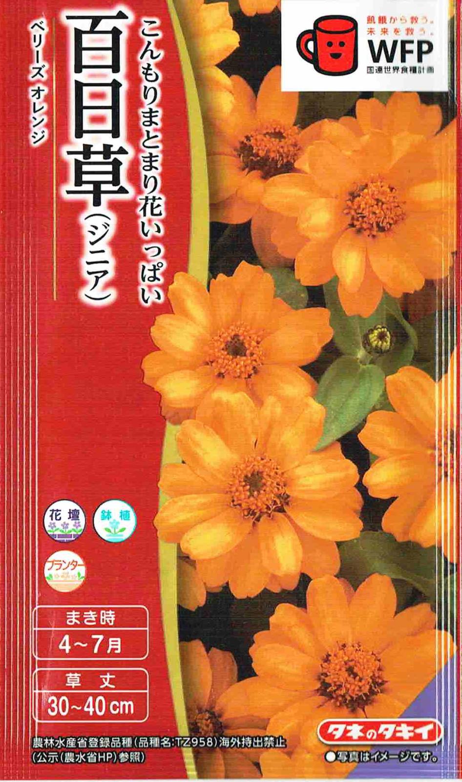 タキイ種苗 百日草 ベリーズ オレンジのタネ[内容量：約40粒