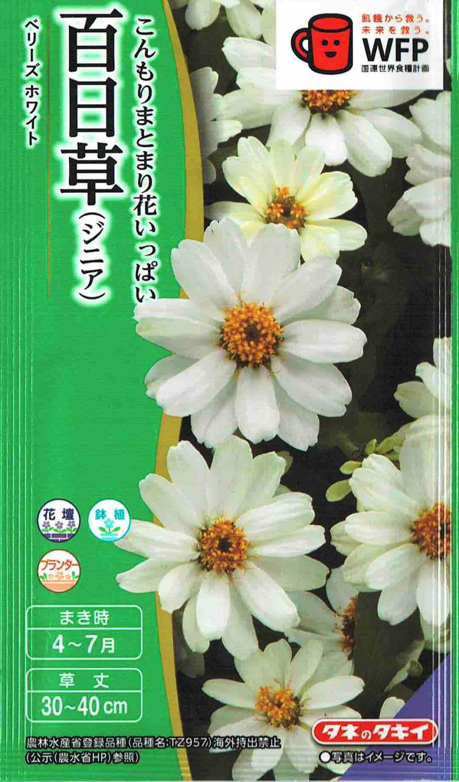 タキイ種苗 百日草 ベリーズ ホワイトのタネ[内容量：約40粒