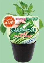 ���ॽ����Υԡ��ޥ��ġ֥ᥬ�ԡ��ޥ��9cm�ݥåȡڣ�����ܡ�5����ȯ��ʬͽ���