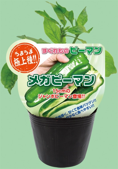 エムソン企画のピーマン苗「メガピーマン」9cmポット【4月中旬～5月