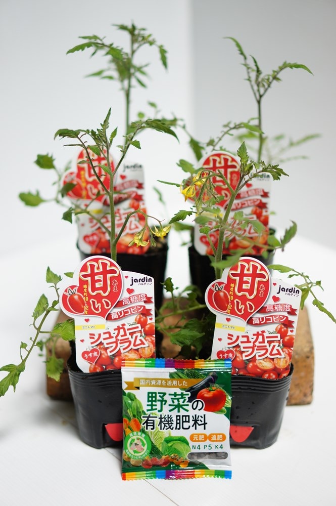 jardin（ハルディン）高糖度ミニトマトの苗 「シュガープラム 4本