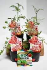 jardin�ʥϥ�ǥ���˹����٥ߥ˥ȥޥȤ��� �֥��奬���ץ�� 4�ܥ��å�(������)��9cm�ݥåȡڣ�����ܡ�5����ȯ��ʬͽ���