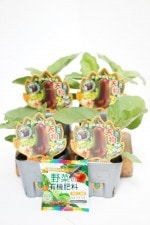 �ʥ����� �ֱ����� ŷ��ʤ� 4�ܥ��å�(������)��10.5cm�ݥåȡڣ�����ܡ�5����ȯ��ʬͽ���