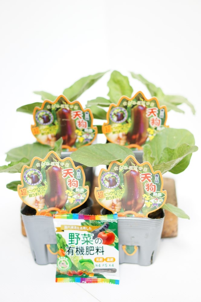 ナスの苗 「奥三河 天狗なす 4本セット(肥料付)」10.5cmポット【4月