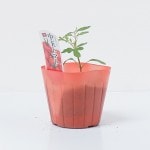 ���̤���̥ե롼�ĥȥޥȤ��ġ֥���ǥ����������� 4�ܥ��å�(������)��9cm�ݥåȡڣ�����ܡ�5����ȯ��ʬͽ���