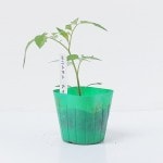 �ߥ˥ȥޥȤ��� �֥����� 4�ܥ��å�(������)��9cm�ݥåȡڣ�����ܡ�5����ȯ��ʬͽ���