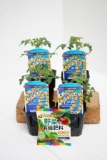 ���պμ�졡�ץ�ߥ���ߥ˥ȥޥȤ���  ��CF�ץ��פ襤������ 4�ܥ��å�(������)�ף�cm�ݥåȡڣ�����ܡ�������ȯ��ʬͽ���