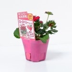 ����ȥ꡼�ܵ���ڡ������� �֥������٥꡼����å� 4�ܥ��å�(������)�פ��ġ�9cm�ݥåȡ�3����ܡ�4����ȯ��ʬͽ���