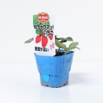 �ǥ���ơ��͵����ꥤ���� �֤���㥦�ޥá������� 4�ܥ��å�(������)�פ��ġ�9cm�ݥåȡ�3����ܡ�4����ȯ��ʬͽ���