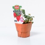 �ǥ���ơ��͵����ꥤ���� �֤����ǥ��á������� 4�ܥ��å�(������)�פ��ġ�9cm�ݥåȡ�3����ܡ�4����ȯ��ʬͽ���