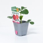 ����ȥ꡼�ܵ���ڡ����������� �֤餯�ʤꥤ���� 4�ܥ��å�(������)��9cm�ݥåȡ�3����ܡ�4����ȯ��ʬͽ���