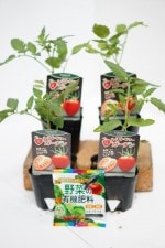 �ȥޥȤ��ġ֥ȥޥȥ٥꡼�����ǥ� 4�ܥ��å�(������)�סʼ�����9cm�ݥåȡڣ�����ܡ�5����ȯ��ʬͽ���