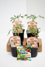 ��ĥ����ġ֥ե������ȥȥޥ� 4�ܥ��å�(������)��9cm�ݥåȡڣ�����ܡ�5����ȯ��ʬͽ���