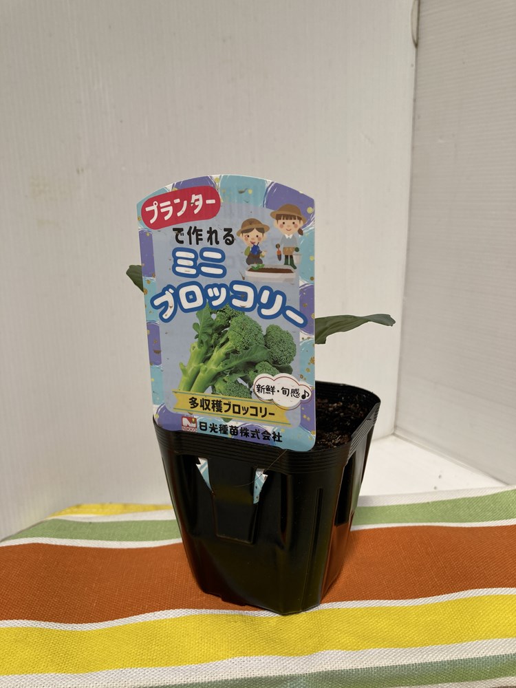 ブロッコリーの苗 プランターでつくれる「ミニブロッコリー」9cmポット