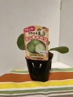 ����٥Ĥ��ġ��ץ�󥿡��ǤĤ����֥ߥ˥���٥ġ�9cm�ݥåȡ�������֡��մ�3����ܡ�4����ܡ�����8��ܡ�9����ܡ�