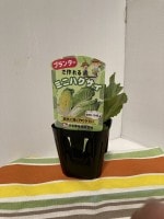 �ϥ��������ġ��ץ�󥿡��ǤĤ����֥ߥ˥ϥ�������9cm�ݥåȡ�������֡��մ�3����ܡ�4����ܡ�����8��ܡ�9����ܡ�