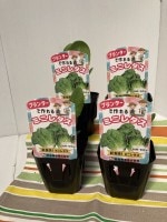 �쥿�����ġ��ץ�󥿡��ǤĤ����֥ߥ˥쥿�� 4�ܥ��å�(������)��9cm�ݥåȡ�������֡��մ�3����ܡ�4����ܡ�����8��ܡ�9����ܡ�