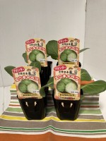 ����٥Ĥ��ġ��ץ�󥿡��ǤĤ����֥ߥ˥���٥� 4�ܥ��å�(������)��9cm�ݥåȡ�������֡��մ�3����ܡ�4����ܡ�����8��ܡ�9����ܡ�