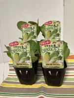 �ϥ��������ġ��ץ�󥿡��ǤĤ����֥ߥ˥ϥ����� 4�ܥ��å�(������)��9cm�ݥåȡ�������֡��մ�3����ܡ�4����ܡ�����8��ܡ�9����ܡ�