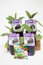 ����ȥ꡼�ܵ���ڡ��ʥ����� �֤Ȥ��Ȥ��֤�ʥ� 4�ܥ��å�(������)��9cm�ݥåȡڣ�����ܡ�5����ȯ��ʬͽ���