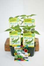 ����ȥ꡼�ܵ���ڡ������Ȥ����� �ִŤ����Ȥ� 4�ܥ��å�(������)��9cm�ݥåȡڣ�����ܡ�5����ȯ��ʬͽ���