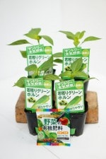 ����ȥ꡼�ܵ���ڡ������ԡ��ޥ���� �ּ�Ϥꥰ�꡼��ۥ�� 4�ܥ��å�(������)��9cm�ݥåȡ�4����ܡ�5����ȯ��ʬͽ���