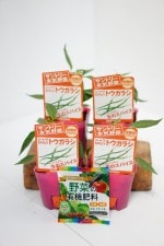 ����ȥ꡼�ܵ���ڡ��Ȥ����餷���� �֥����SPICY�ȥ����饷 4�ܥ��å�(������)��9cm�ݥåȡ�4����ܡ�5����ȯ��ʬͽ���