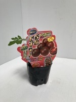 ���ॽ����Υȥޥ��ġ��˻ݡ��ֻݤߥ��֥顡��̥ȥޥ� 4�ܥ��å�(������)��9cm�ݥå�4����ܡ�5����ȯ��ʬͽ���