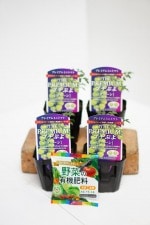 �ץ�ߥ���ߥ˥ȥޥȡ�CF�ץ��פ襰�꡼����� 4�ܥ��å�(������)��9cm�ݥåȡ�4����ܡ�5����ȯ��ʬͽ���