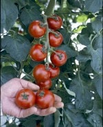 ���ॽ����Υȥޥ��ġֺ��ܤ���Υե롼�ĥȥޥ� 4�ܥ��å�(������)��9cm�ݥåȡ�4����ܡ�5����ȯ��ʬͽ���