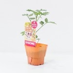 ������Υߥ˥ȥޥ��ġ֤����ޤ���󥪥�� 4�ܥ��å�(������)��9cm�ݥåȡ�4����ܡ�5����ȯ��ʬͽ���