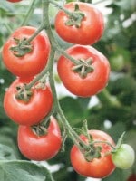 �ǥ���ơ��ȥޥ��� �֤���ȩ�ȥޥ� 4�ܥ��å�(������)��9cm�ݥåȡ�4����ܡ�5����ȯ��ʬͽ���