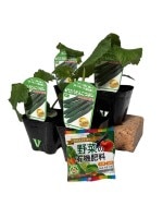 ���奦�� �֤��ɤ󤳤Ĥ褷���� 4�ܥ��å�(������)�סʼ�����10.5cm�ݥåȡ�4����ܡ�5����ȯ��ʬͽ���