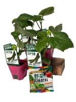 ����ȥ꡼�Υ��奦���ġ֥������� 4�ܥ��å�(������)��9cm�ݥåȡ�4����ܡ�5����ȯ��ʬͽ���