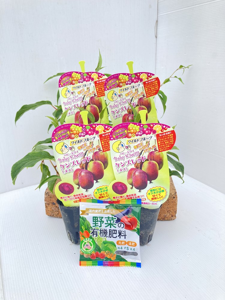 ベビーキウイ「ケンズレッド（メス） 4本セット(肥料付)」9cmポット苗