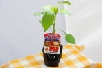ֲƿե롼ĥߥ˥ѥץꥫåɡפġ9cmݥåȡ6ܤ7ȯ