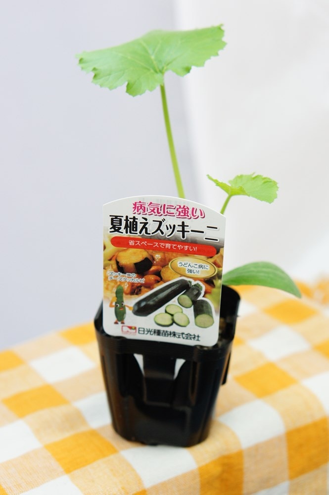 病気に強い「夏植えズッキーニ」の苗 9cmポット【6月上旬～7月上旬発送