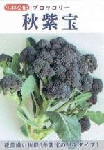 ���Ӽ��� �֥��å��꡼ �������Υ���(�������ۤ�)[�����̡���25γ]