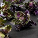 ʼ ߲ꥭ٥ ֥åġפΥ[̡100γ]ڤ󤻾ʡ