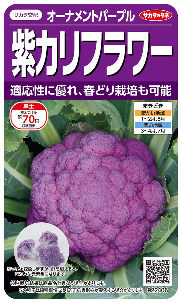 サカタのタネ 紫カリフラワー オーナメントパープルのタネ[内容 サカタのタネ 紫カリフラワー オーナメントパープルのタネ[内容
