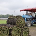 �����륿���ա��ڼǡ� �֥ƥ��եȥ󣴣������åɡ� 1ʿ��ʬ��170cm��30cm 2���� �ˡڥ᡼����ľ����