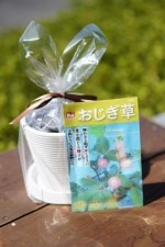 ���ݥ��åȡ֤����������ʥ����������ˡ�