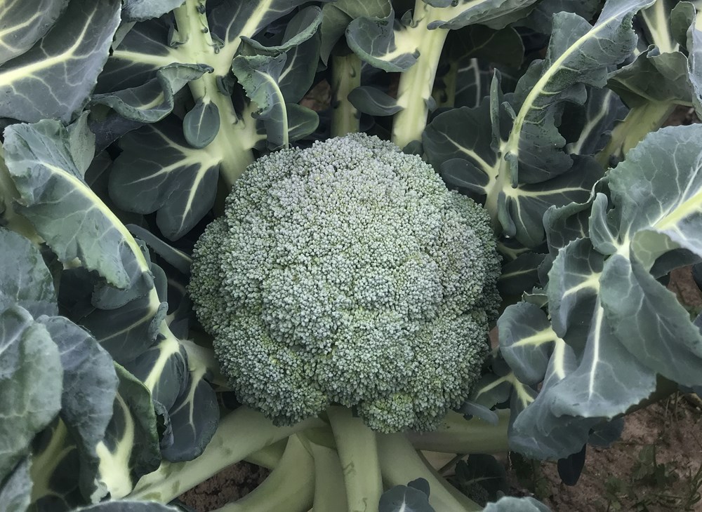 �֥��å��꡼���ġ��ֽ���ߤɤꡦ�֥��å��꡼ 4�ܥ��å�(������)��9cm�ݥåȡ�������֡�����9��ܡ�10��ܡ�